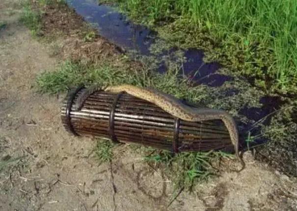 柬埔寨食人水蛭有多大（最大的体型可以达到两米长）(3)_