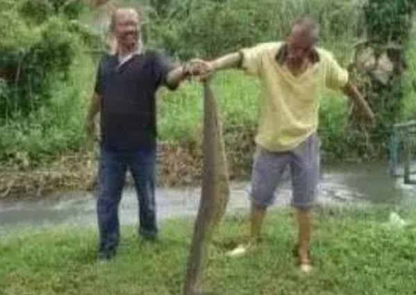 柬埔寨食人水蛭有多大（最大的体型可以达到两米长）(4)_