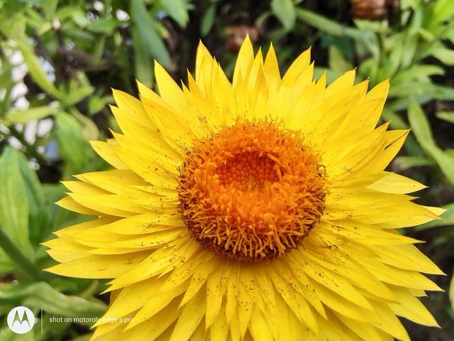 摩托罗拉edge s pro详细测评（摩托罗拉edgespro测评）(14)