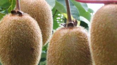 ​猕猴桃是热性还是凉性,猕猴桃是热性还是凉性