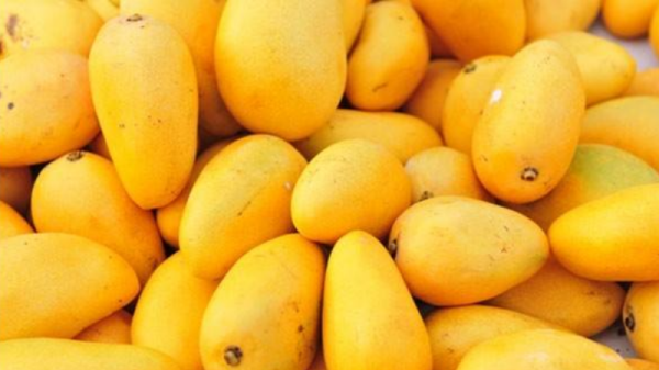 苹果芒和贵妃芒哪个好吃,芒果的种类有多少种图7