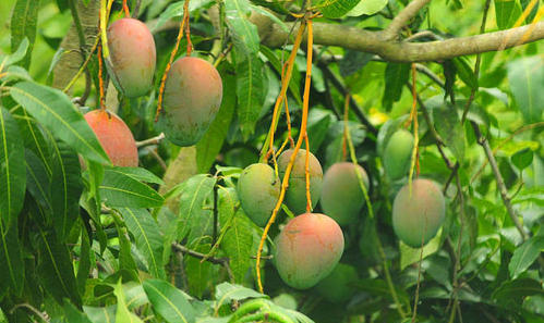 苹果芒和贵妃芒哪个好吃,芒果的种类有多少种图2