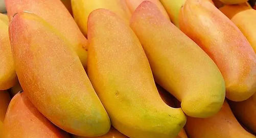 苹果芒和贵妃芒哪个好吃,芒果的种类有多少种图1