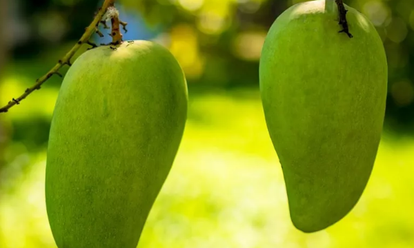 苹果芒和贵妃芒哪个好吃,芒果的种类有多少种图11