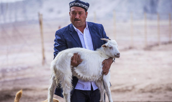 东山羊是哪里的,东山黑山羊是哪个城市的图5