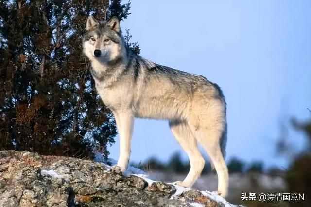 民间故事大全狼的传说（令人毛骨悚然的真实民间故事）(2)