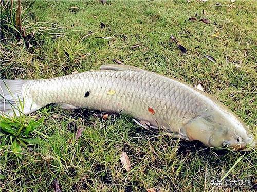 钓草鱼的方法和技巧(钓草鱼用什么饵最好)