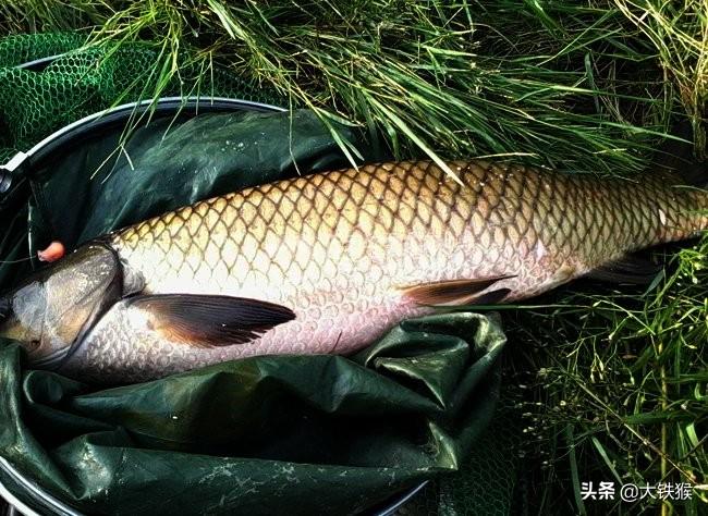 钓草鱼的方法和技巧(钓草鱼用什么饵最好)