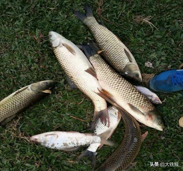 钓草鱼的方法和技巧(钓草鱼用什么饵最好)