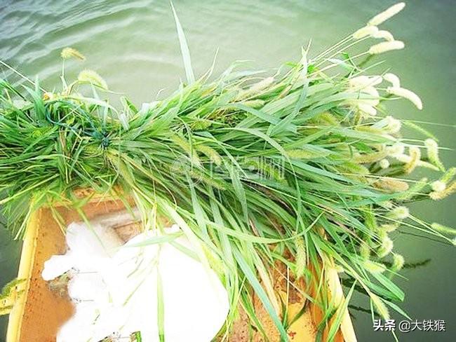 钓草鱼的方法和技巧(钓草鱼用什么饵最好)