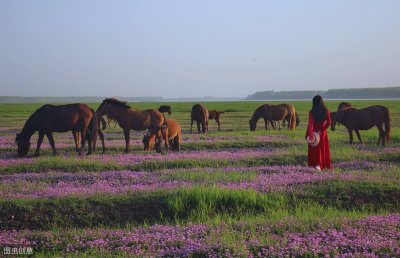 ​内蒙古最受欢迎的五大草原，这个夏天尽情撒欢