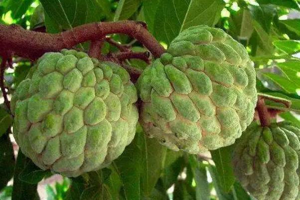 番荔枝是什么水果 番荔枝是热性还是凉性 番荔枝是什么水果 番荔枝是热性还是凉性