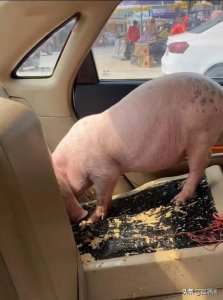 ​男子为省钱用轿车拉猪被吐一后座(小寒大寒，杀猪过年)