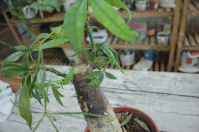 ​发财树这样浇水，不但浇不死，还能绿油油