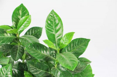 ​大叶栀子什么时候开花