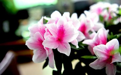 ​杜鹃花的浇水方法注意事项