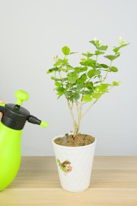 ​茉莉花能扦插吗，茉莉花什么时候扦插