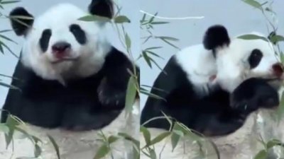 ​大熊猫林惠抢救无效不幸去世此前曾身体不适 鼻部颈部有血迹