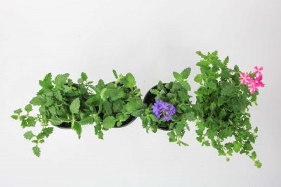 ​美女樱开花特性及花期特点