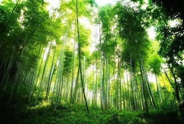 5个天然指南针,天然指南针有哪些东西图3