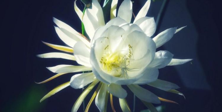 求教昙花做菜时要去掉花蕊和外面的红色瓣吗