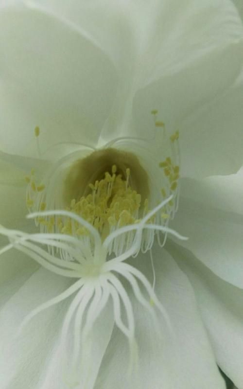 昙花的花杆可以吃吗