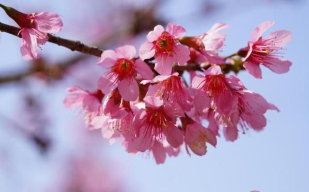 一句关于樱花的唯美古风句子