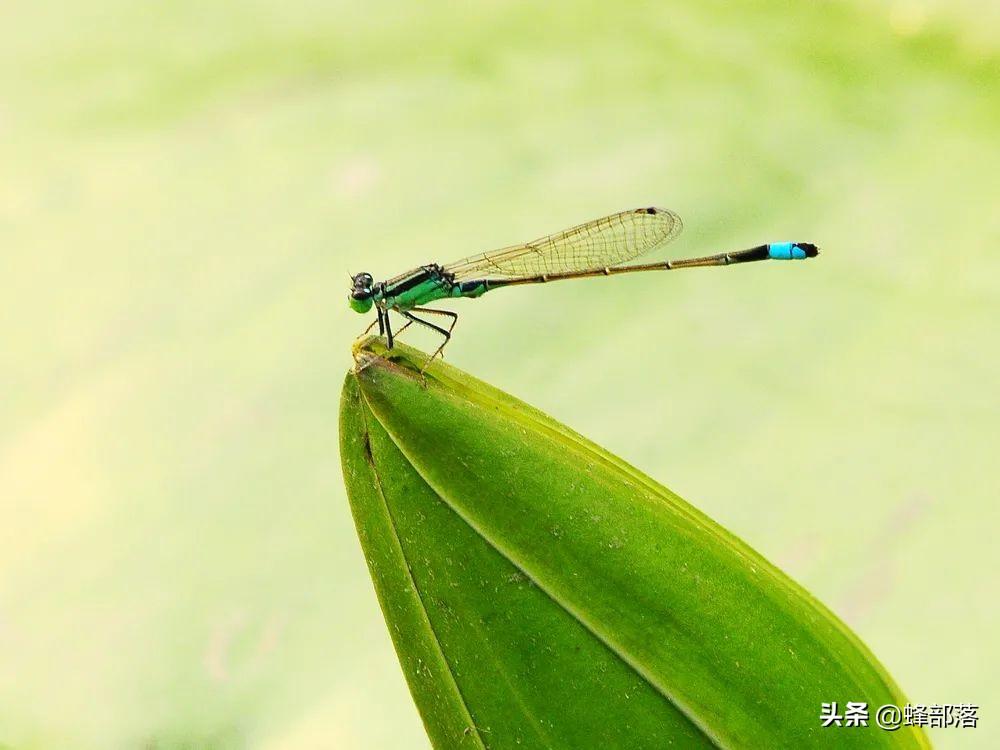 豆娘是害虫吗(豆娘是益虫还是害虫)(图2) 豆娘是害虫吗(豆娘是益虫还是害虫)(图2)