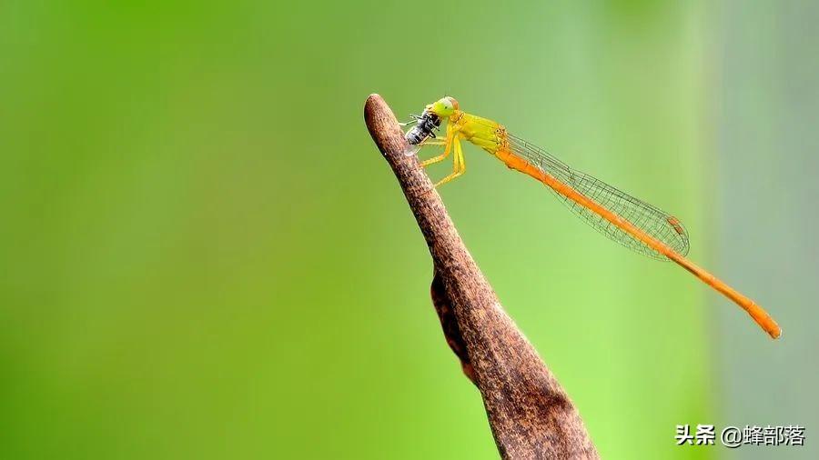豆娘是害虫吗(豆娘是益虫还是害虫)(图5) 豆娘是害虫吗(豆娘是益虫还是害虫)(图5)