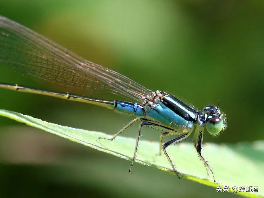 豆娘是害虫吗(豆娘是益虫还是害虫)(图4) 豆娘是害虫吗(豆娘是益虫还是害虫)(图4)