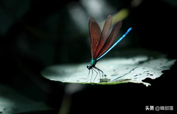 豆娘是害虫吗(豆娘是益虫还是害虫)(图3) 豆娘是害虫吗(豆娘是益虫还是害虫)(图3)