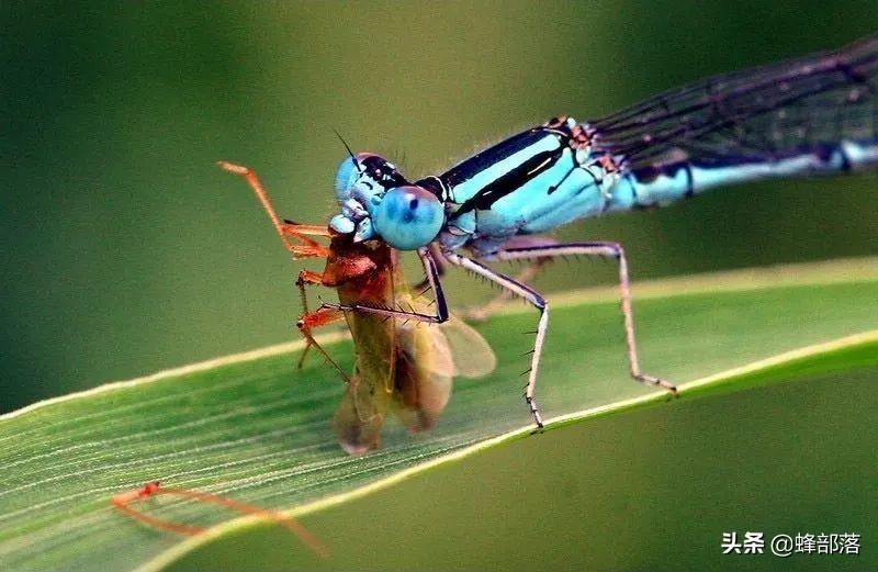 豆娘是害虫吗(豆娘是益虫还是害虫)(图6) 豆娘是害虫吗(豆娘是益虫还是害虫)(图6)