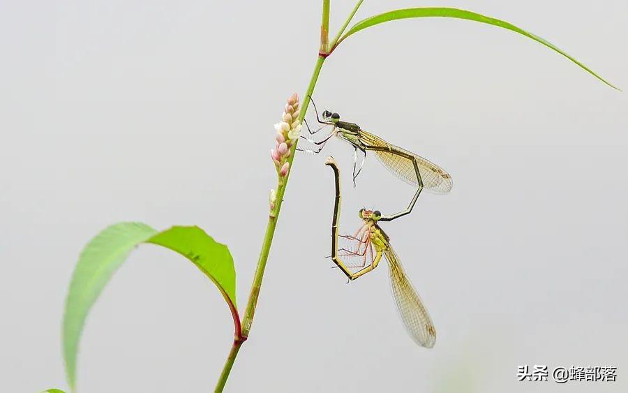 豆娘是害虫吗(豆娘是益虫还是害虫)(图1) 豆娘是害虫吗(豆娘是益虫还是害虫)(图1)