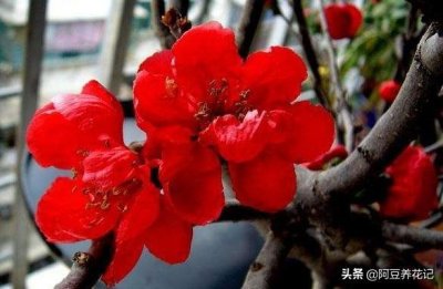 ​日本海棠花怎么养？掌握“6点”，学起来简单易懂，轻松开爆盆