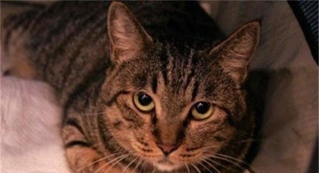 为什么说狸花猫是我们最适合养的猫原因有5点，看完你就明白了