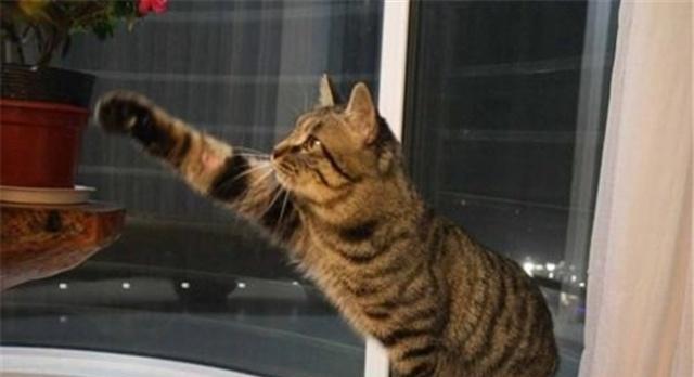 为什么说狸花猫是我们最适合养的猫原因有5点，看完你就明白了