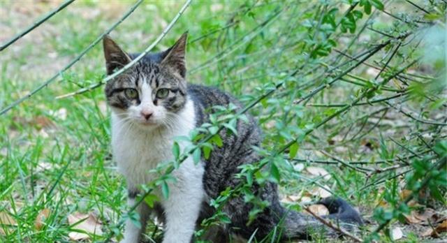 为什么说狸花猫是我们最适合养的猫原因有5点，看完你就明白了