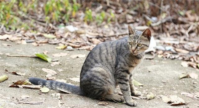 为什么说狸花猫是我们最适合养的猫原因有5点，看完你就明白了