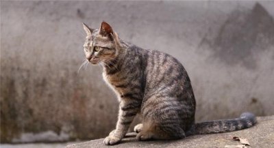 ​为什么说狸花猫是我们最适合养的猫原因有5点，看完你就明白了