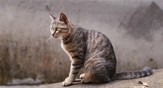 为什么说狸花猫是我们最适合养的猫原因有5点，看完你就明白了