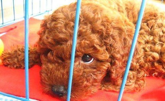 惩罚泰迪时，这些禁忌不能犯，不然它会恨你！