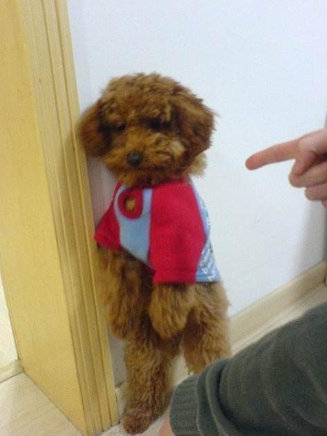 惩罚泰迪时，这些禁忌不能犯，不然它会恨你！