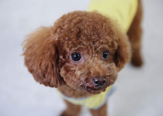 惩罚泰迪时，这些禁忌不能犯，不然它会恨你！