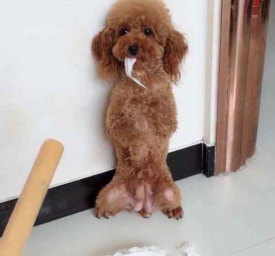 惩罚泰迪时，这些禁忌不能犯，不然它会恨你！