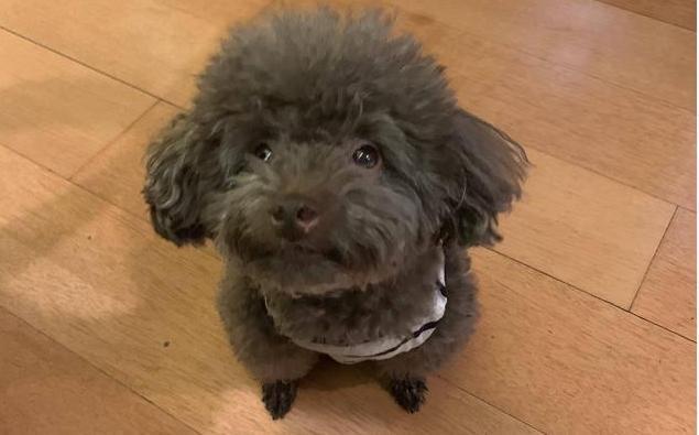 惩罚泰迪时，这些禁忌不能犯，不然它会恨你！