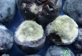 蓝莓发霉还能吃吗？蓝莓发霉怎么办？