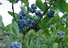 蓝莓发霉还能吃吗？蓝莓发霉怎么办？