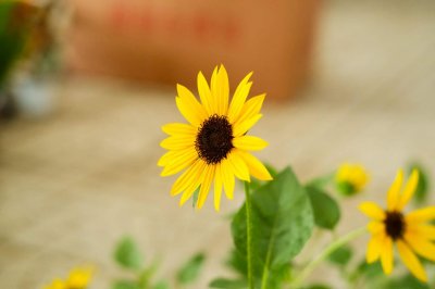 ​向日葵花期，向日葵什么季节