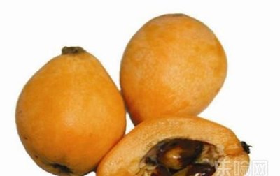 ​新鲜枇杷可以泡水,枇杷可以泡水喝吗