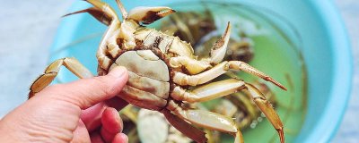 ​怎么清蒸螃蟹的做法 清蒸螃蟹怎么做